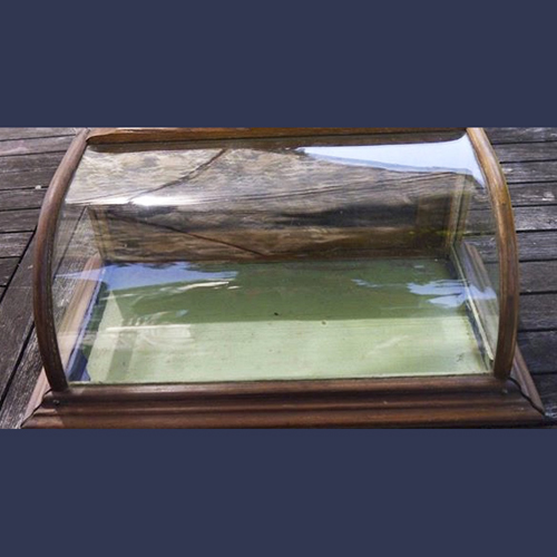 Small candy / gum curved glass display case .Oak